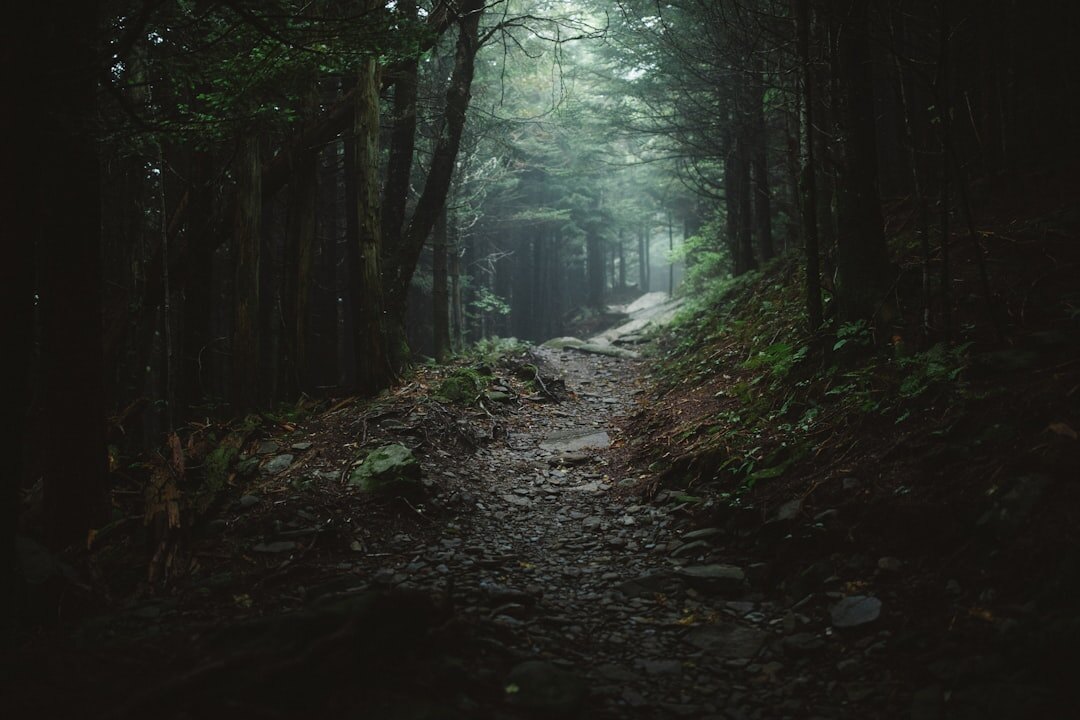 dark foggy forest path
