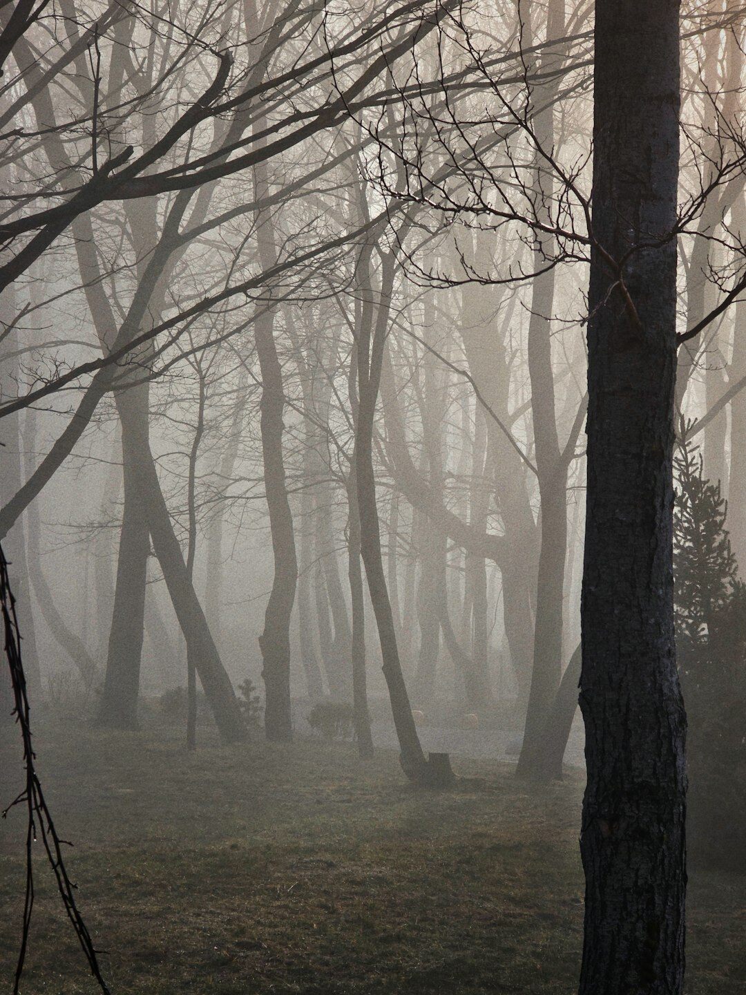 mysterious foggy forest path